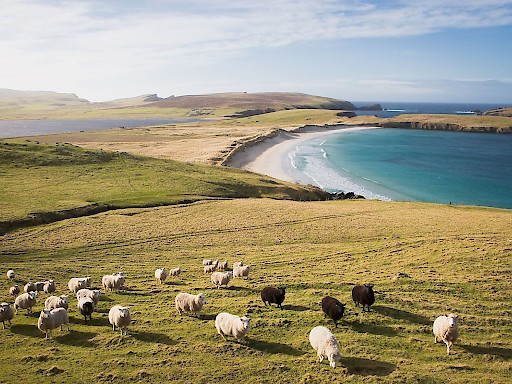 Shetland Soap Company Trade